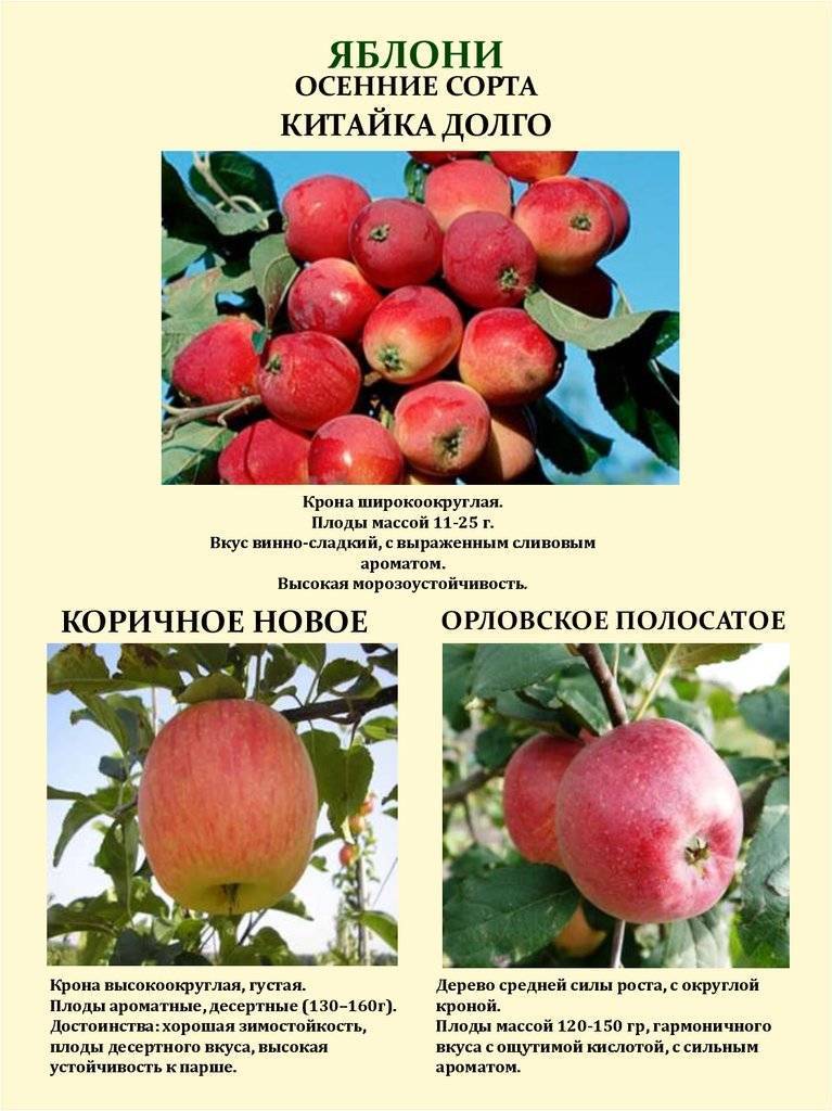 Яблоня Китайка (Долго): описание, фото, выращивание, отзывы