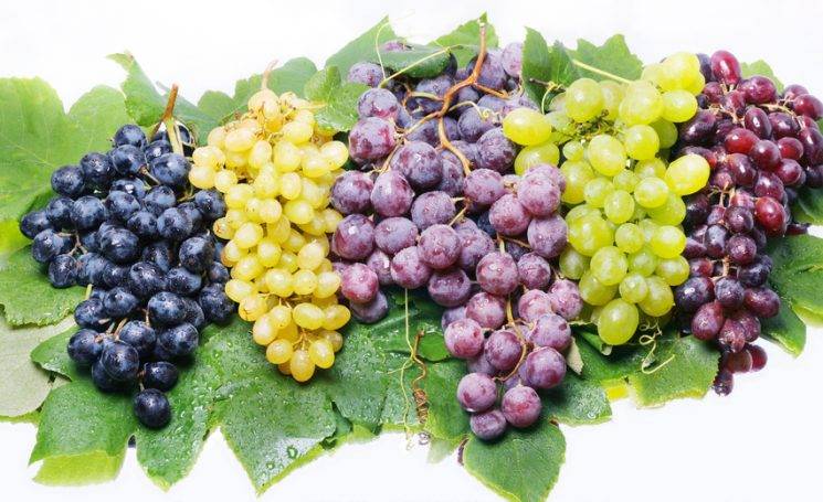 Зеленый виноград: польза и вред для организма
