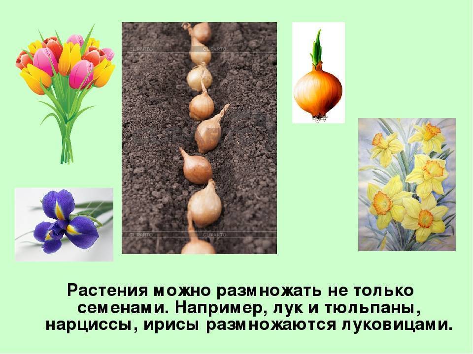 Размножение тюльпанов семенами - все про тюльпаны