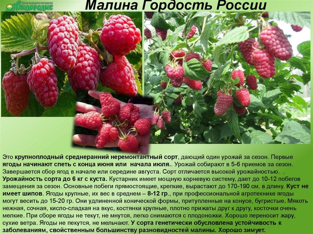 Сорт малины Исполин — описание и правила агротехники
