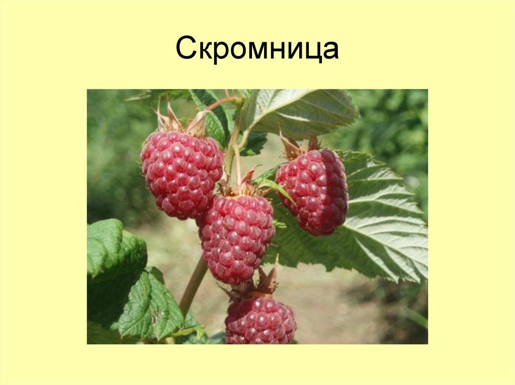 Сорт малины скромница фото и описание