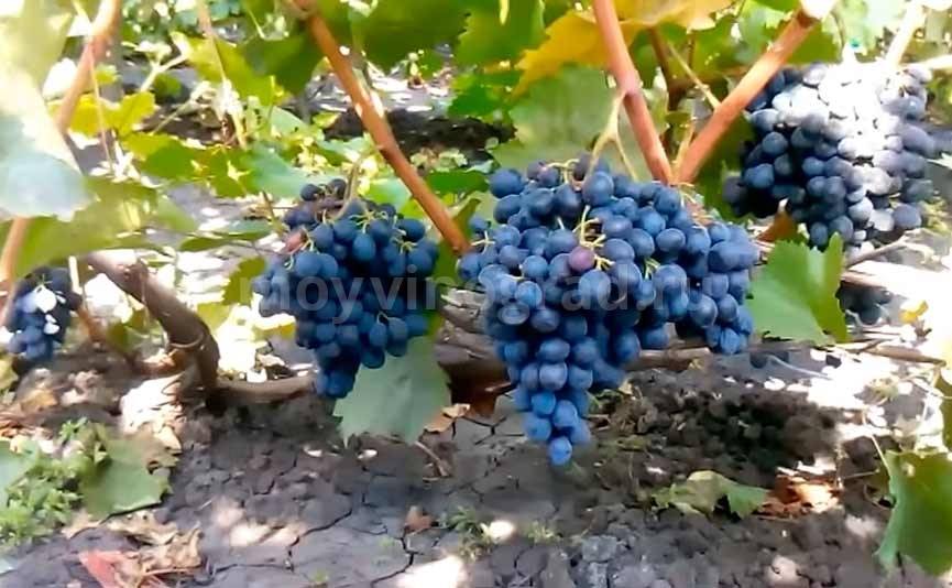 Сорт винограда "молдова": описание и характеристика, преимущества и недостатки, советы по посадке и уходу
