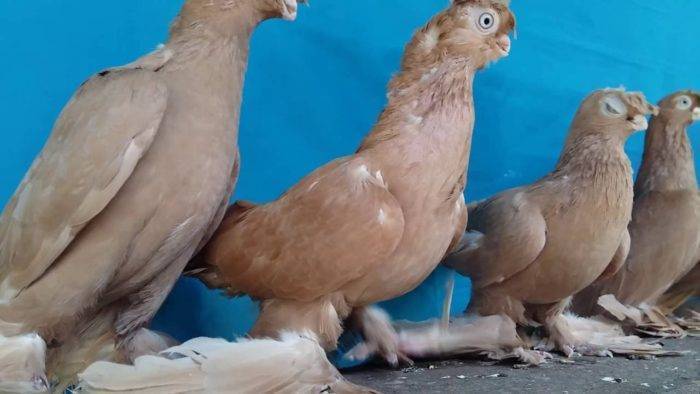Какие разновидности имеют узбекские голуби?
