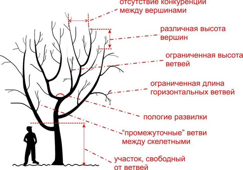 Обрезка яблони осенью схема