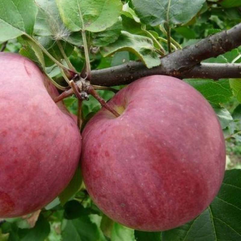 Описание сорта яблони синап орловский: фото яблок, важные характеристики, урожайность с дерева