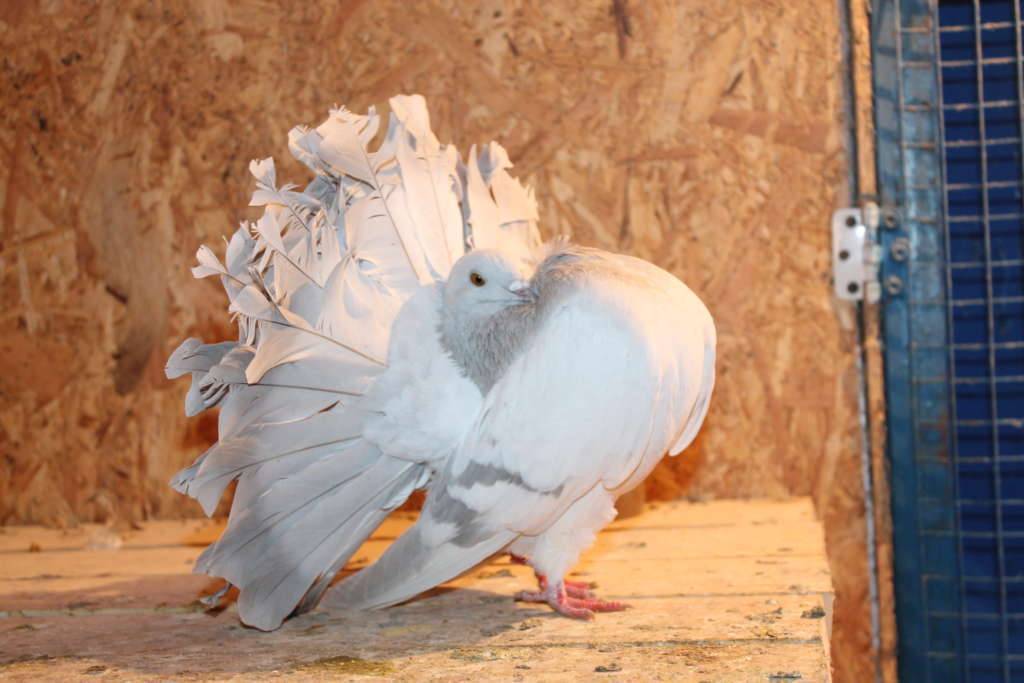 Описание породы голубей павлинов. обладатель самого пышного хвоста — павлиний голубь