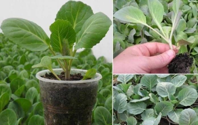 Рассада капусты: как вырастить рассаду капусты в домашних условиях, подкормка и закаливание рассады