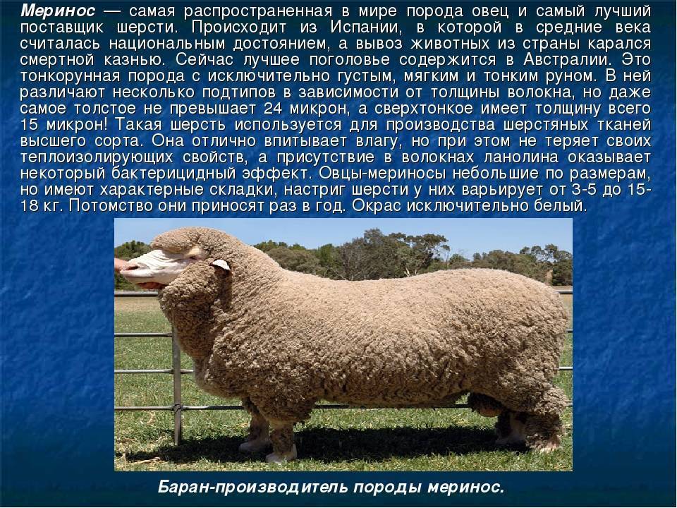 Овцы популярные домашние питомцы, описание и фото баранов и ягнят
