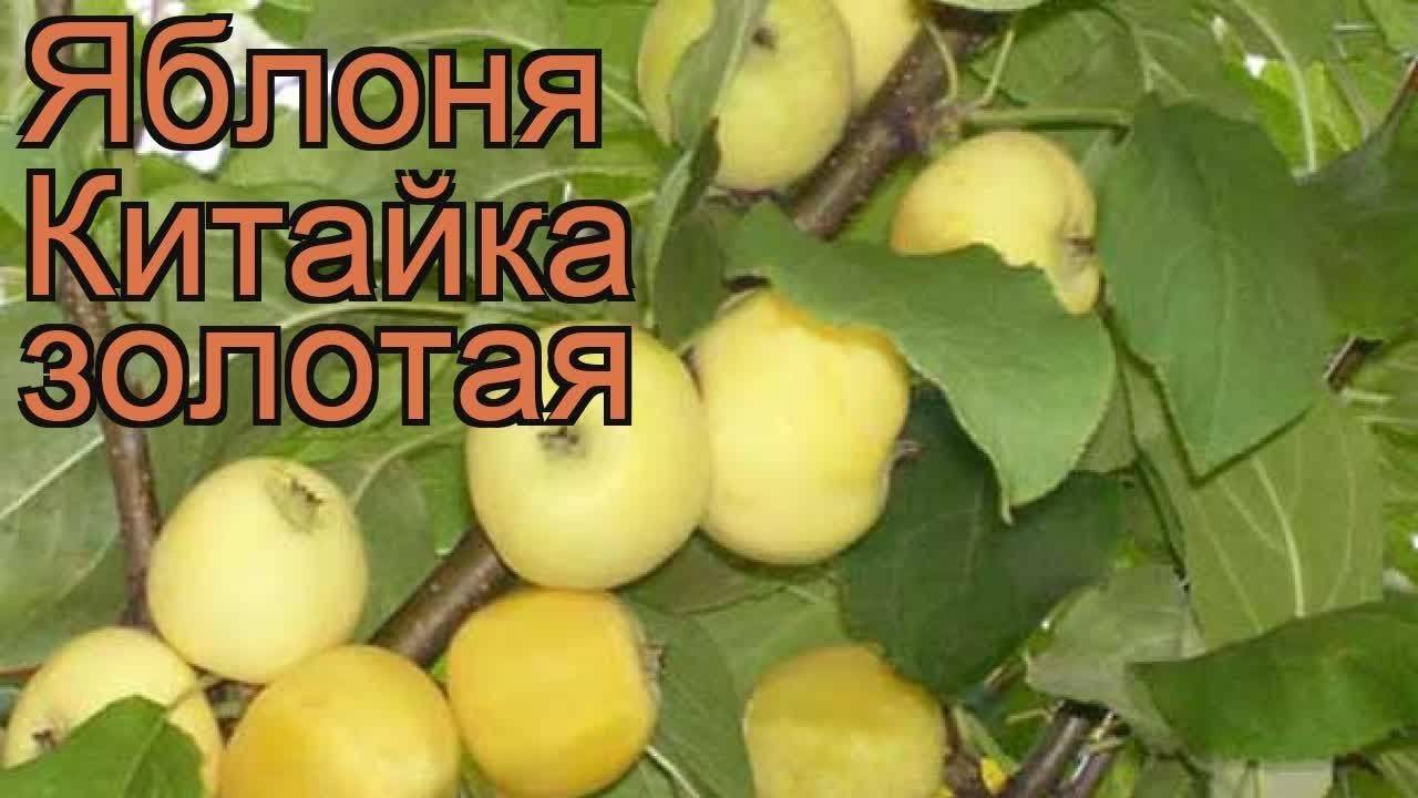 Голд яблоня описание фото