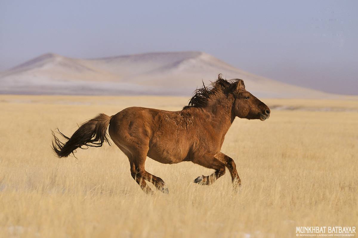 Монгольская лошадь - выносливая и сильная