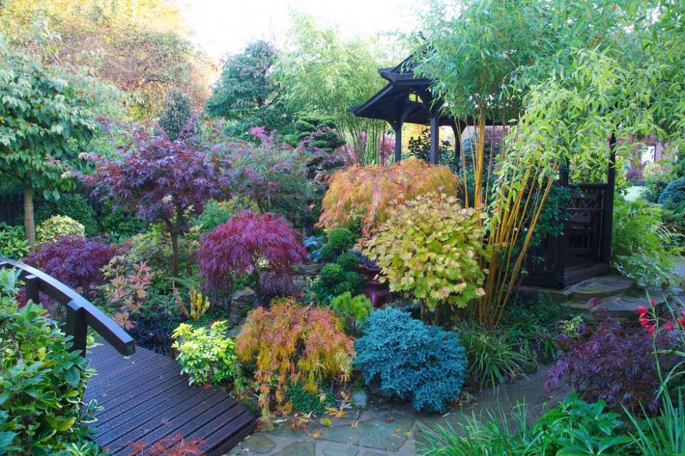 Рододендрон листопадный в дизайне сада: использование, выращивание и уход