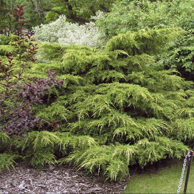 ᐉ можжевельник пфитцериана глаука описание и фото: juniperus pfitzeriana wilhelm pfitzer - zoo-mamontenok.ru
