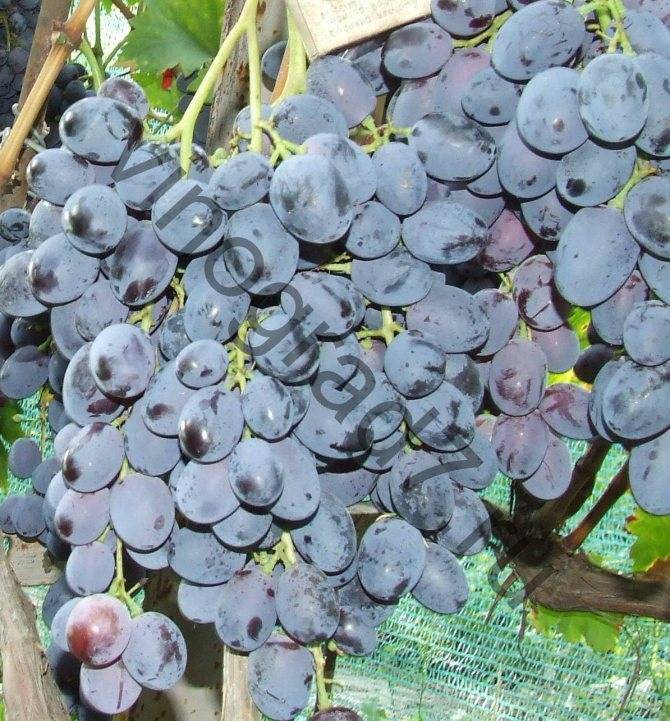 Виноград сорта «атаман павлюк» — не популярный, но стоящий