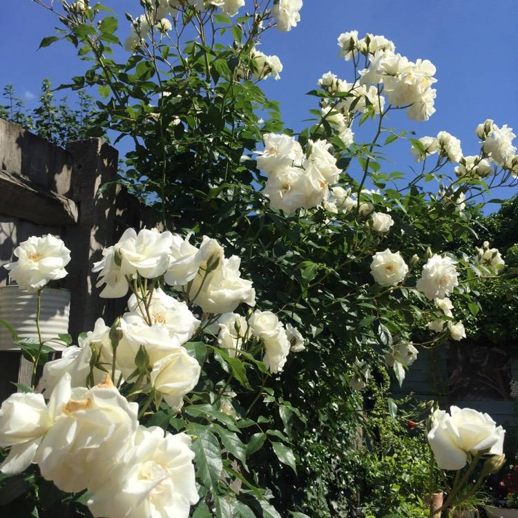 Лучшие белые плетистые розы: сорта + фото 