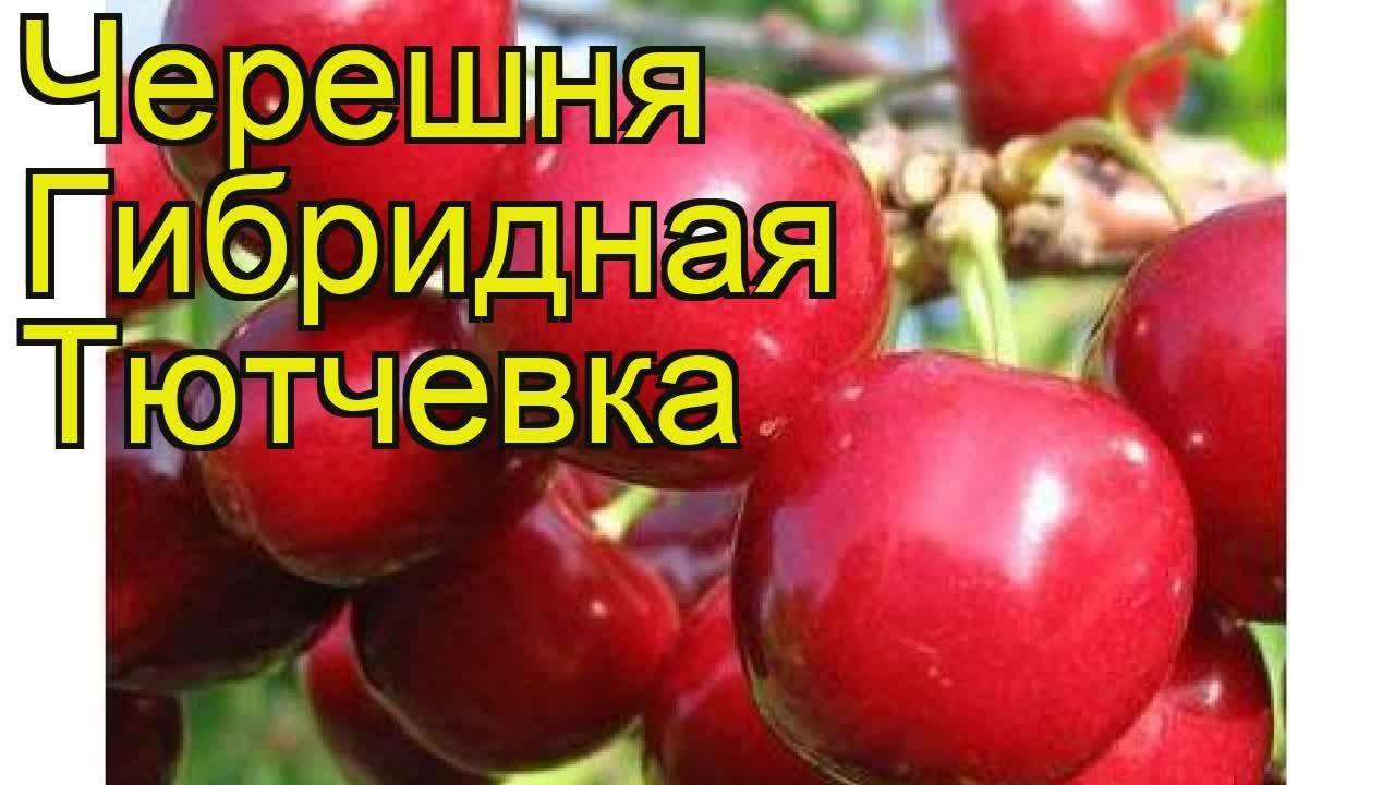 Вишня тютчевка описание сорта фото