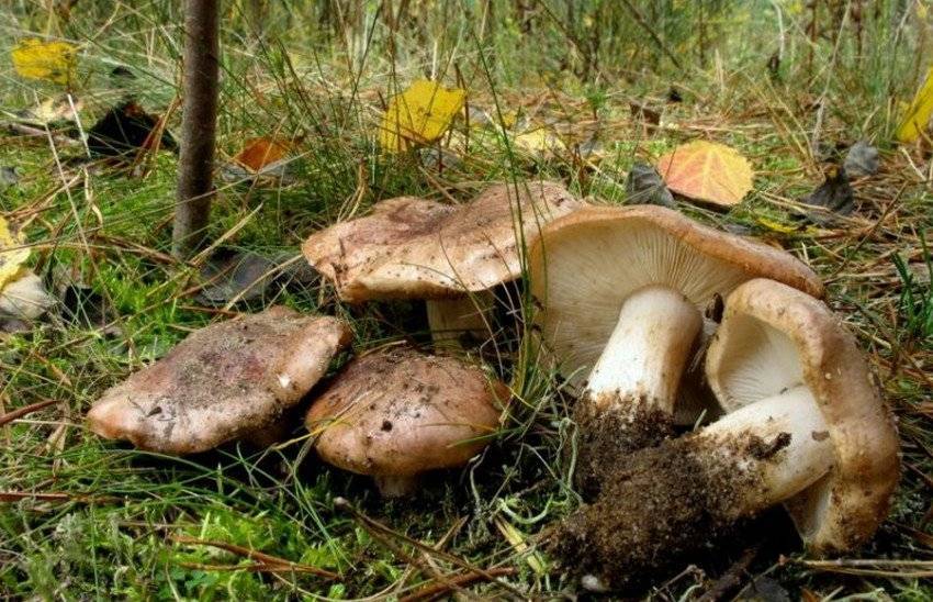 Тополевая рядовка грибы фото и описание