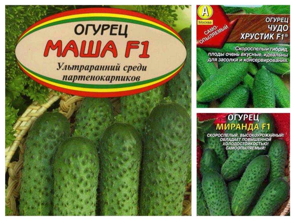 Огурцы миранда описание сорта фото