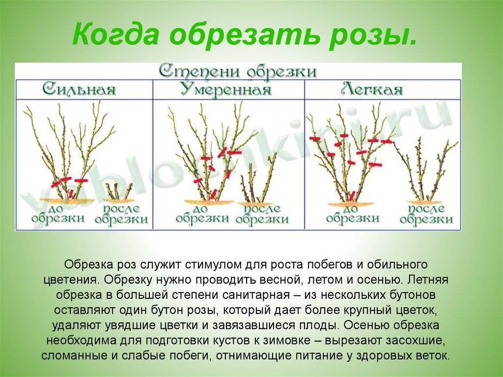 Схема обрезки чайно гибридных роз