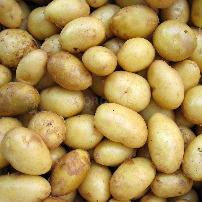 Характеристика картофеля скарб – описание сорта, урожайность, фото, отзывы