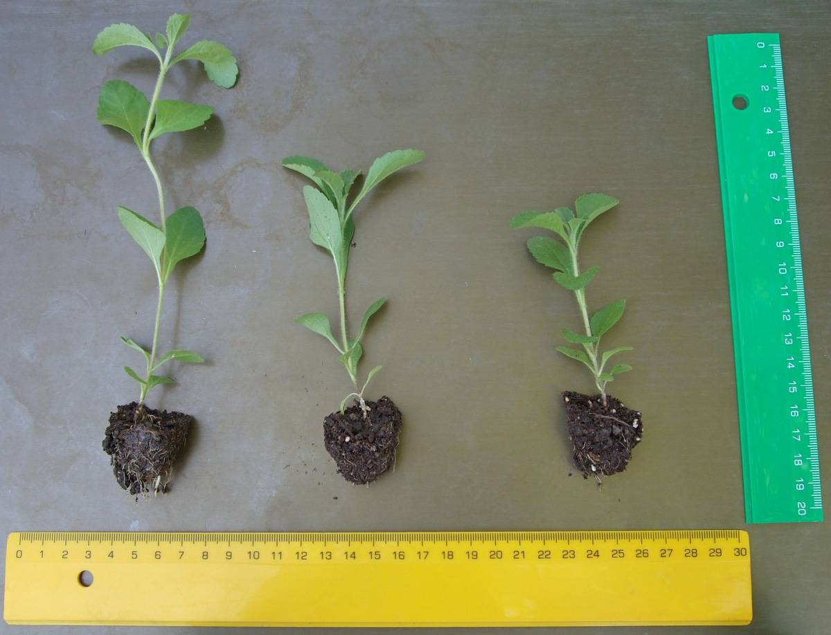 ✅ правила выращивания стевии из семян в домашних условиях - сад62.рф