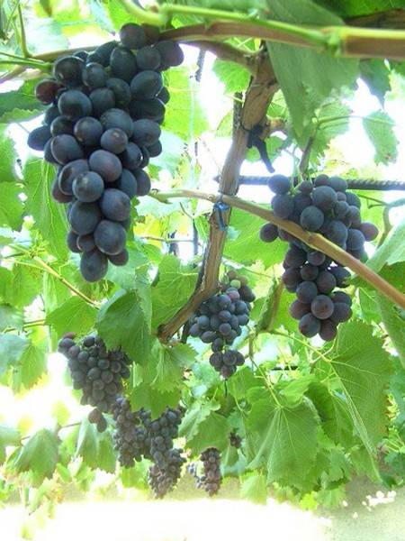 Виноград блэк бит: описание сорта, посадка, уход, отзывы садоводов