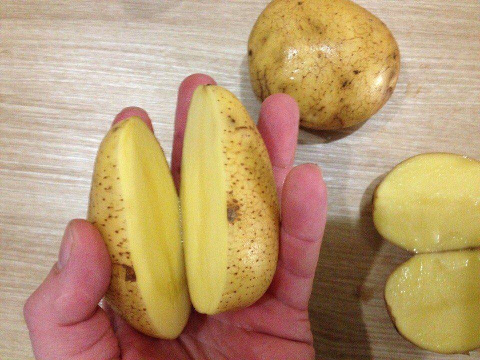 Картофель журавинка или журавушка: характеристика сорта, вкусовые качества