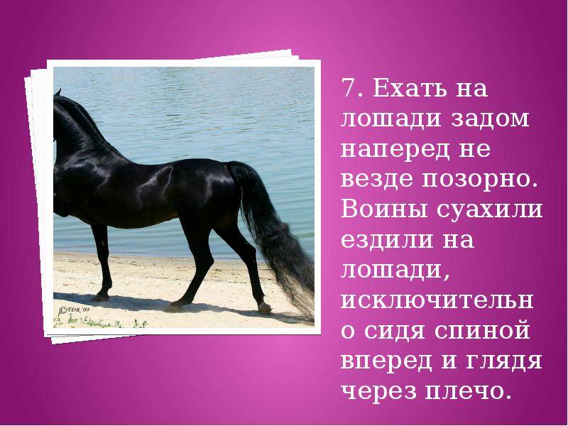 Все самое интересное о лошадях, необычные факты
