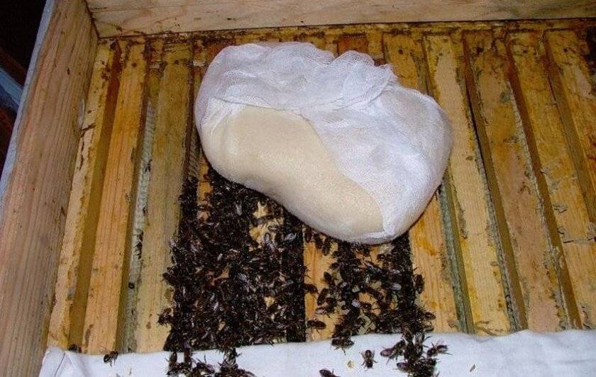 Осенняя подкормка пчел сахарным сиропом: когда кормить, какие добавки использовать