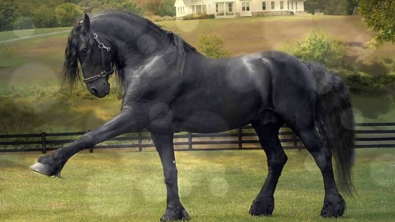 Фризская лошадь: описание породы, характер, экстерьер и применение