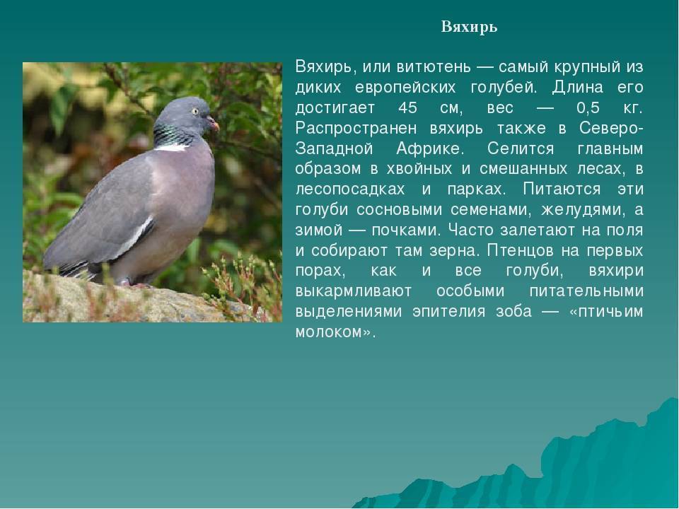 Лесной голубь вяхирь фото и описание