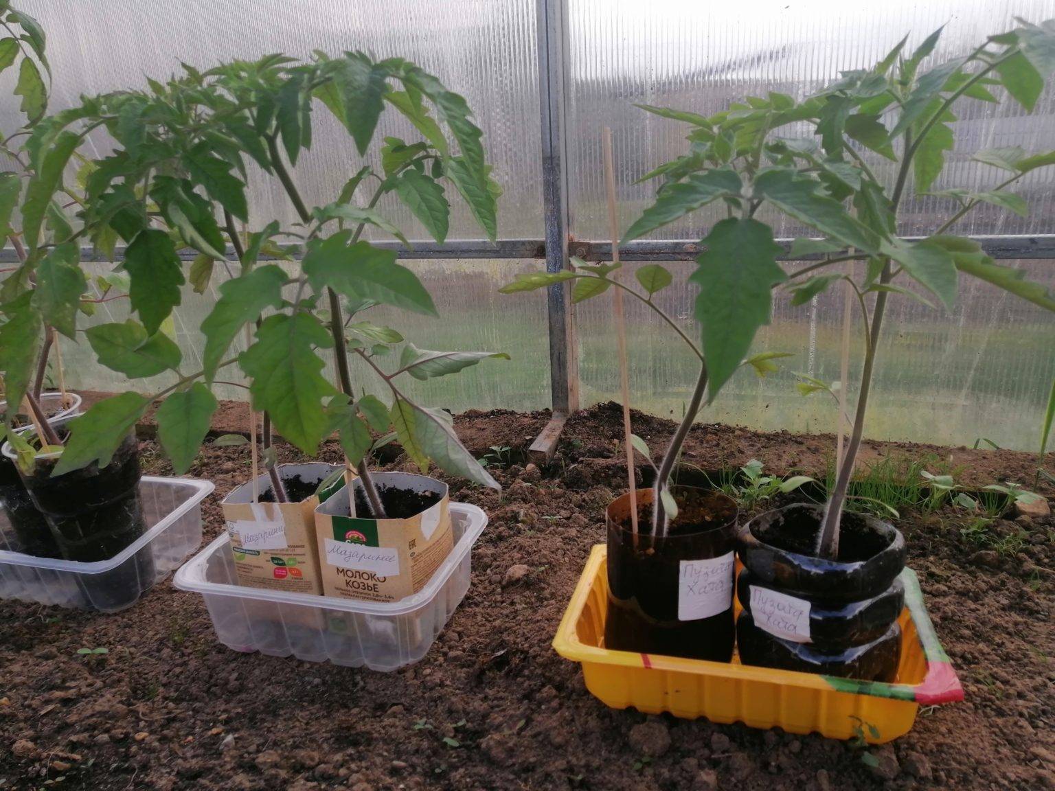 Чем опрыскать помидоры для завязи в теплице в 2023 году: народные средства, как обрабатывать, благоприятные дни, сроки