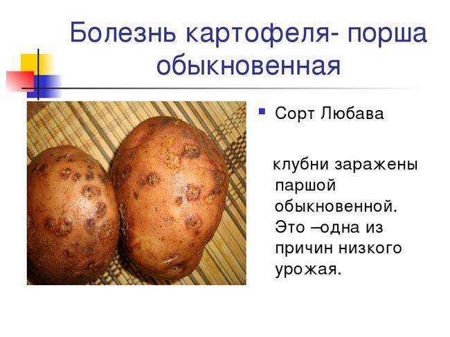 Картофель Любава