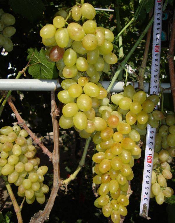 Виноград тасон: фото и описание сорта, уход и разведение, отзывы о винограде