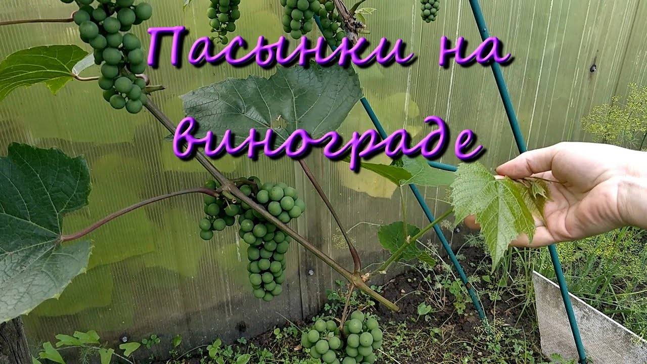 Как пасынковать виноград: инструкция для начинающих + видео