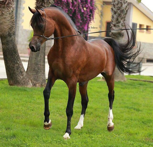 Арабская лошадь (скакун): фото породы