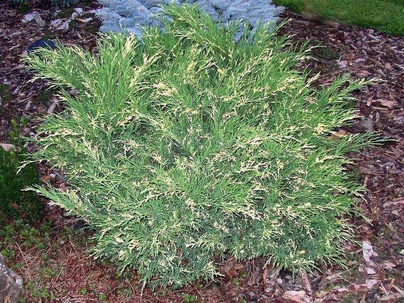 Можжевельник горизонтальный андорра вариегата (juniperus horizontalis andorra variegata)