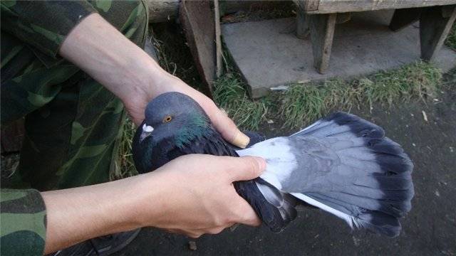 Фото николаевских голубей бабочек
