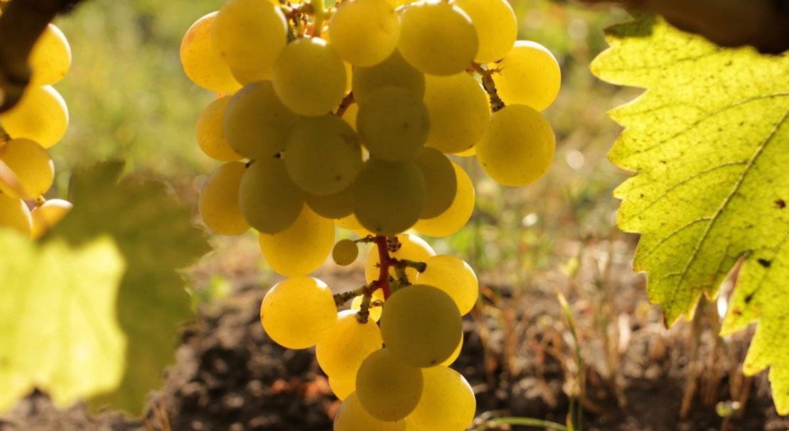 Виноград галбена ноу: описание сорта с характеристикой и отзывами, особенности посадки и выращивания, фото