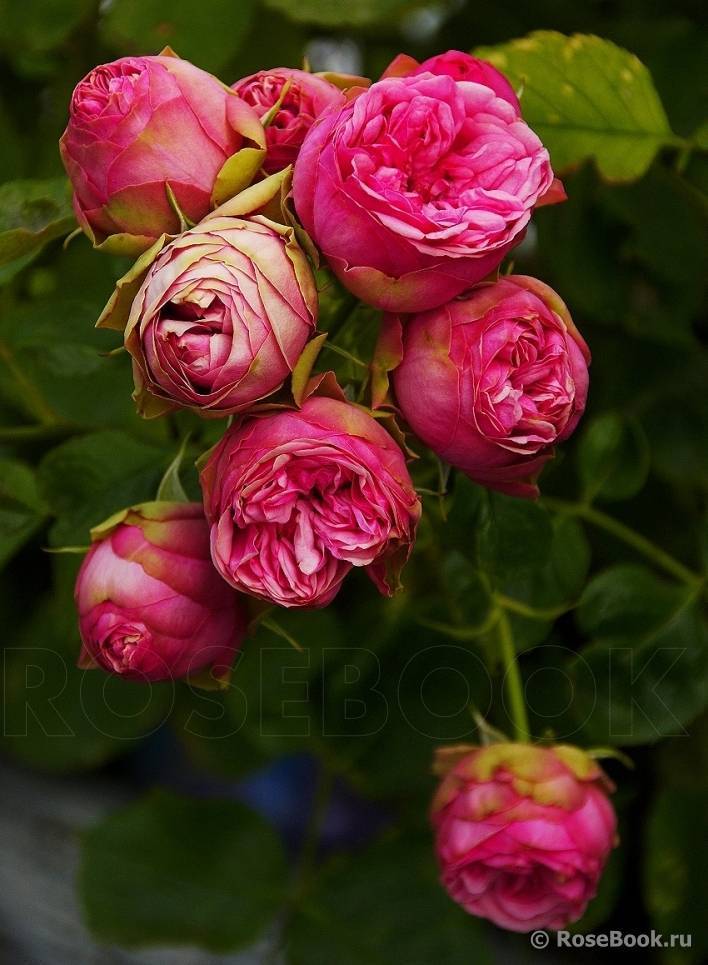 О розе piano: описание и характеристики сортов кустовой розы, уход и выращивание (с изображениями)