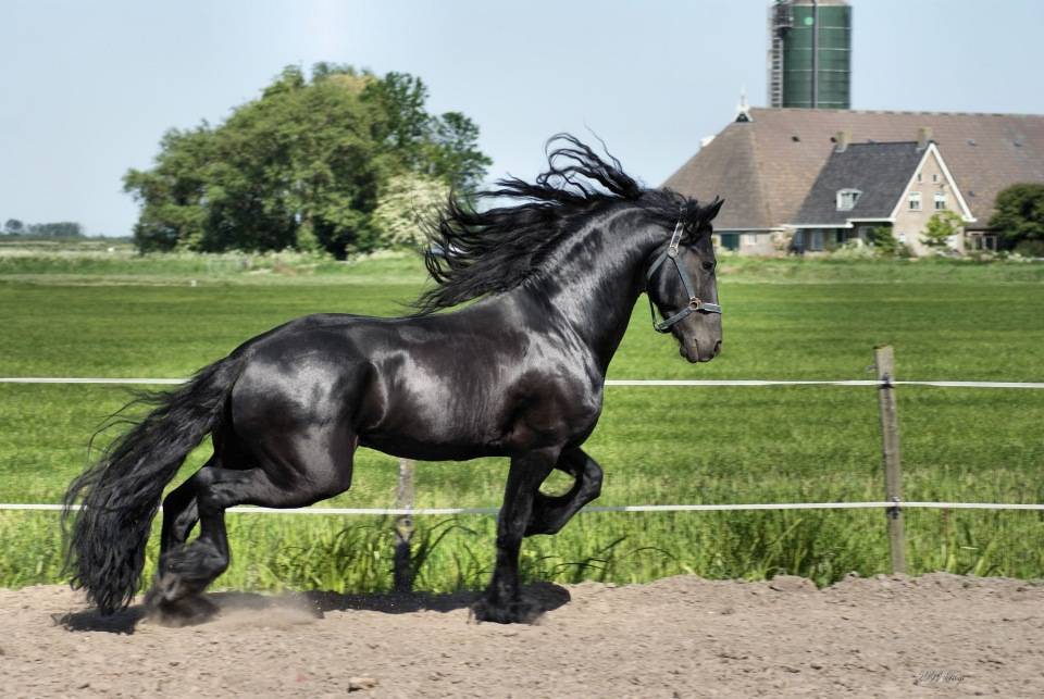 Фризская и голландская лошадь — особенности породы