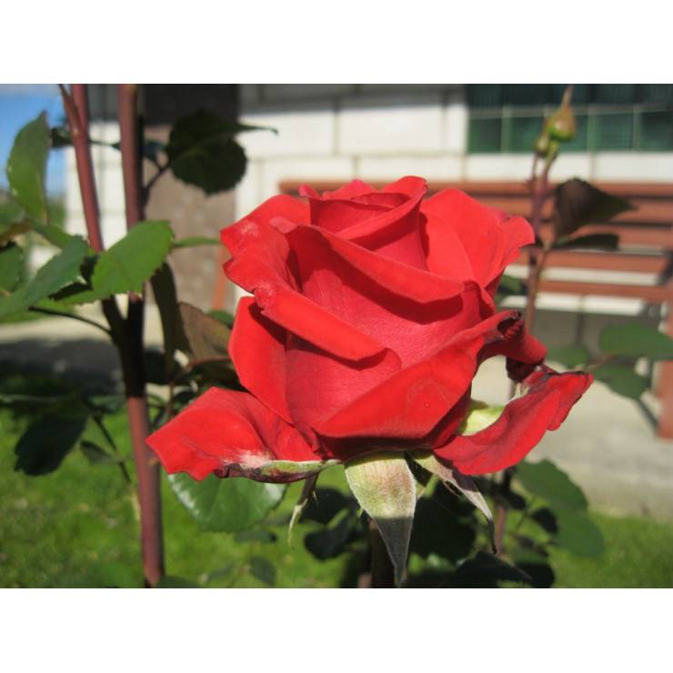 Роза «ред наоми»: описание сорта, фото и отзывы