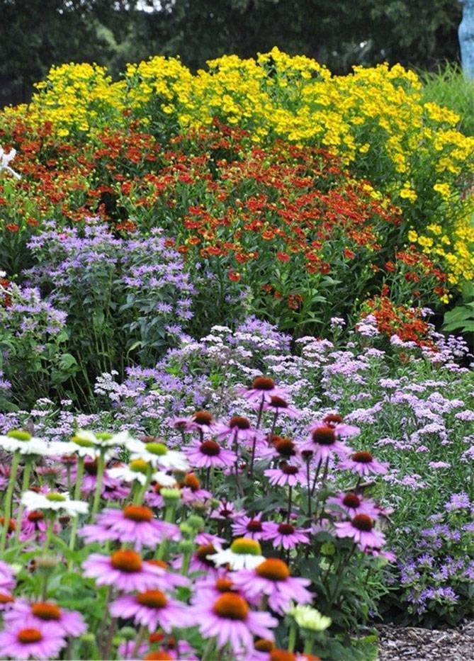 Гелениум многолетний: посадка и уход, фото цветов на клумбе в ландшафтном дизайне, сорта, выращивание из семян, когда пересаживать