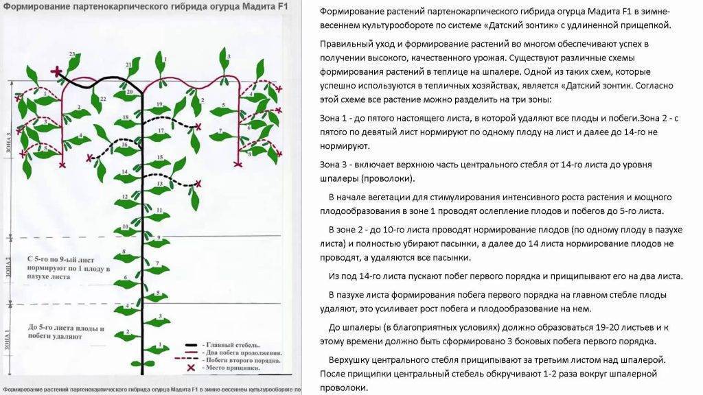 Рецепты по уходу за огурцами