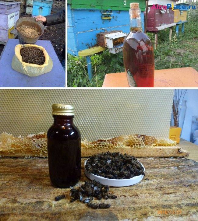 Настойка пчелиного подмора: применение и рецепты