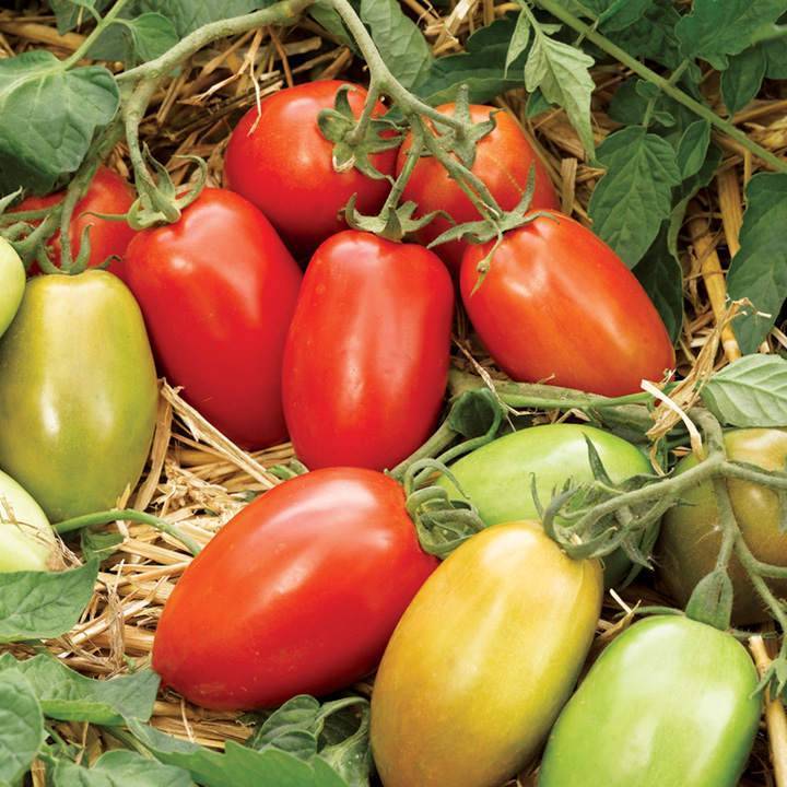 Томат скиф f1: характеристика и описание сорта семян, отзывы об урожайности помидоров, видео и фото куста
