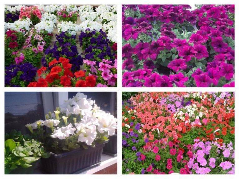 Лучшие однолетние цветы для клумбы на дачном участке - обзор неприхотливых цветов с фото и названиями
