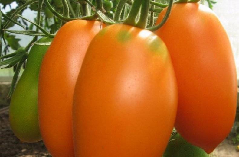 Томат олеся: характеристики и описание сорта, урожайность, фото - томаты: выращивание, сорта, рецепты