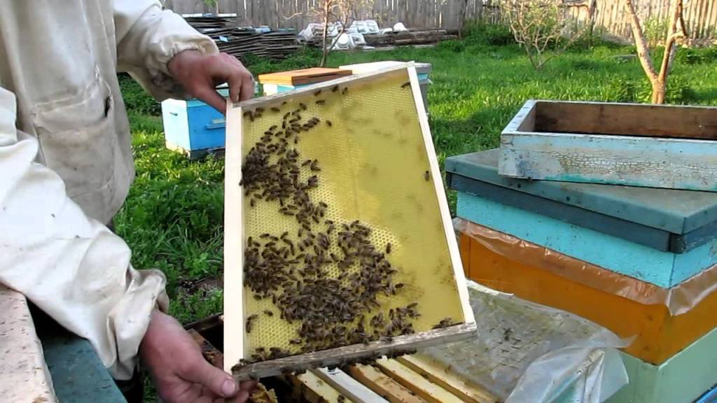 Что такое вощина в пчеловодстве фото