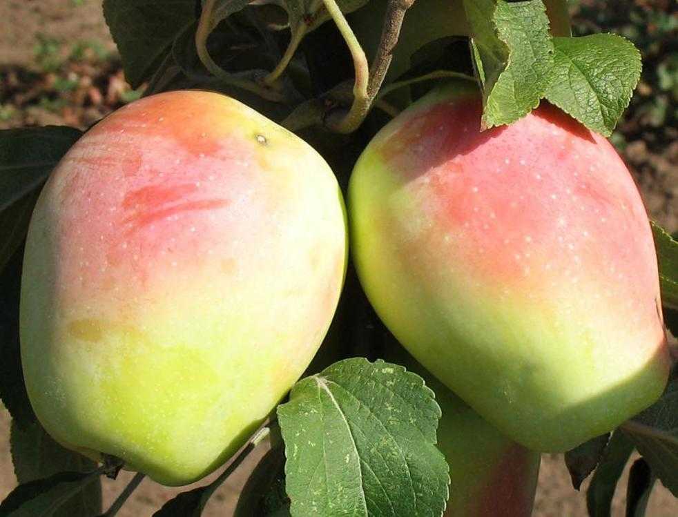 Сорт яблони северный синап: описание и особенности выращивания