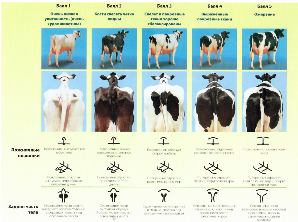 Категории упитанности КРС. Категории упитанности крупного рогатого скота таблица. Оценка упитанности КРС. Оценка упитанности молочных коров. Что значит сх